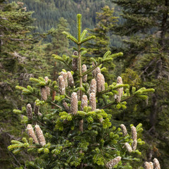 Tanne mit Zapfen, (Abies alba), Schwarzwald, Baden-Württemberg, Deutschland, Europa