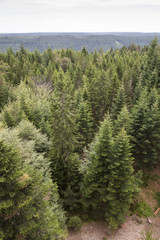 Fototapeta premium Tannenwald, Sommerberg, Schwarzwald, Baden-Württemberg, Deutschland
