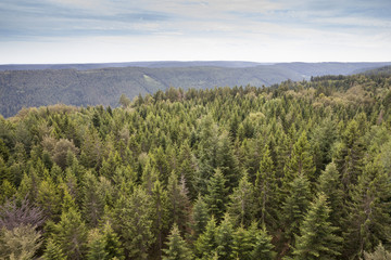 Tannenwald, Sommerberg, Schwarzwald, Baden-Württemberg, Deutschland