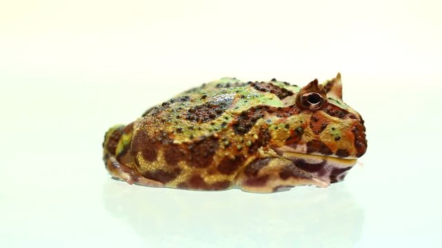 Horned frog