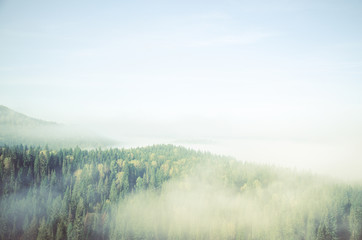 thick morning mist in coniferous forest. coniferous trees, thickets of green forest.