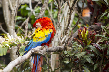 Fototapeta na wymiar Macaw bird grooming itself while sitting in a tree