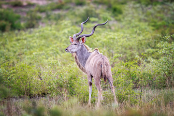 Male Kudu in the grass.