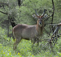 Water Buck Front Face view