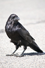 Common Raven in  Canyonlands National Park in Utah