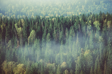 thick morning mist in coniferous forest. coniferous trees, thickets of green forest.