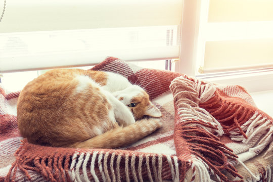 Red and white kitty sleeping in warm wool plaid blanket on a windowsill. Cozy home concept. Coloring and processing photo