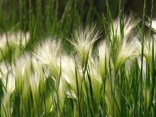 Delicate grasses