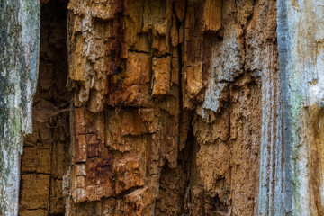 The old and mouldering  bark of  tree