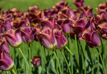 Obraz premium Flowers tulips in the sunlight in a garden