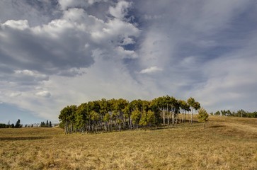 Trees in the grasslands in Alberta
