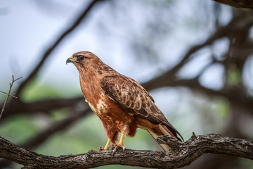 Tawny eagle sitting in a tree.