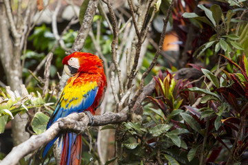 Macaw bird preening while sitting in a tree in a rainforest