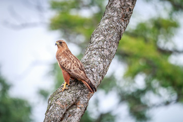 Tawny eagle sitting in a tree.