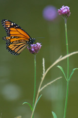 Fototapeta na wymiar Monarch butterfly on a purple flower