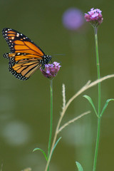 Monarch butterfly on a purple flower