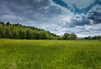 Green field and forest in the sunlight