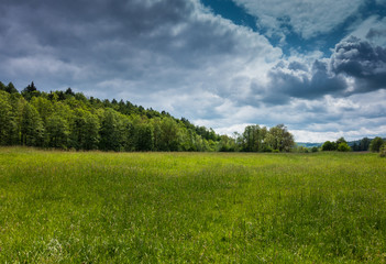 Green field and forest in the sunlight