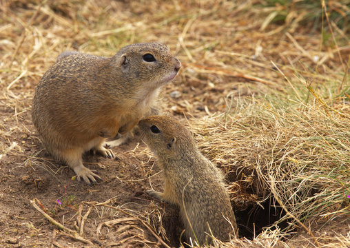 Two Ground Squirrels