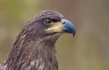 White-tailed eagle portrait