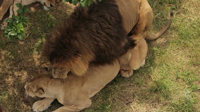 Lions mating in nature