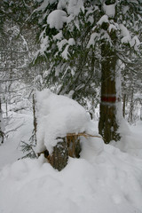 Winter landscape with snow drifts in a mountain forest.