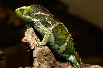 Fijian crested iguana (Brachylophus vitiensis) on Viti Levu Isla