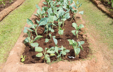 salad vegetable growing on plantation