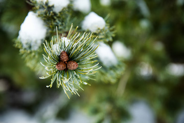 Snow covered fir cones on the tip of a branch.