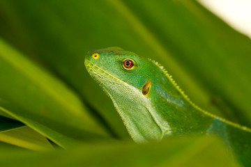 Portrait of male Fiji banded iguana (Brachylophus fasciatus) on