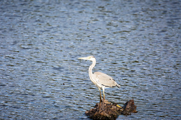 Close-up on Grey Heron at Lake De Witt / Germany