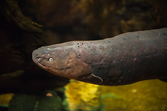 Electric eel