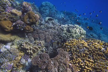 Sunlit coral reef in the Red Sea, Egypt