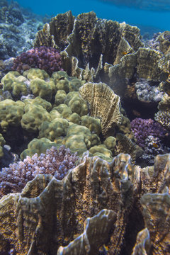 Sunlit coral reef in the Red Sea, Egypt