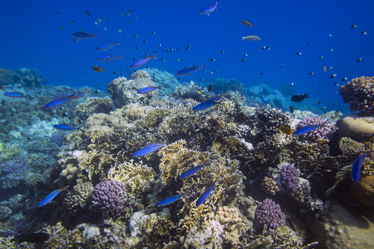 School of bright blue fishes over sunlit coral reef in the Red Sea, Egypt