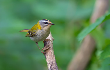 Common firecrest staring look