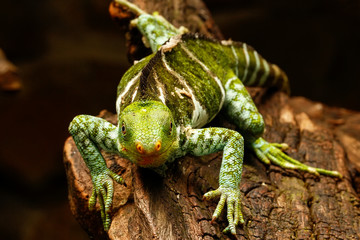 Fijian crested iguana (Brachylophus vitiensis) on Viti Levu Isla