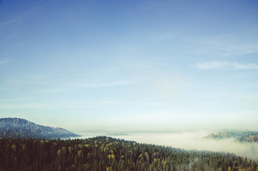 thick morning mist in coniferous forest. coniferous trees, thickets of green forest.