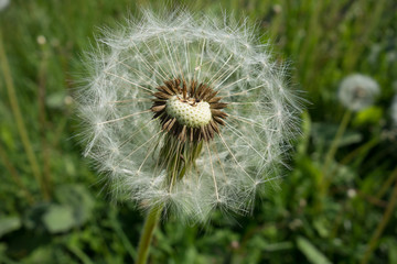 Dandelion. Dandelion fluff.