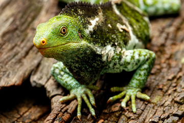 Portrait of Fijian crested iguana (Brachylophus vitiensis) on Vi