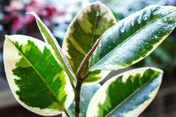 Potted ficus elastica plant, on a wooden background, closeup, selectiv focus. Urban gardening, home planting. Ficus tree houseplant. Concept image for interior design.