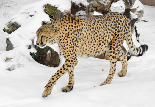 Cheetah in winter