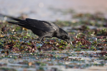 Carrion Crow, Crow, Corvus Corone