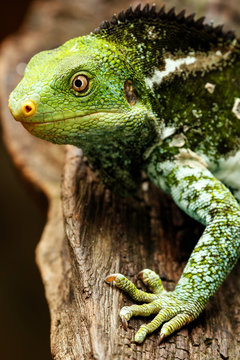 Portrait of Fijian crested iguana (Brachylophus vitiensis) on Vi