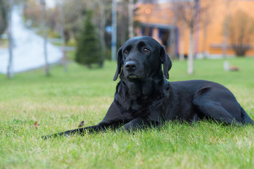 Purebred labrador retriever dog outdoors in the nature on grass meadow on a summer day.