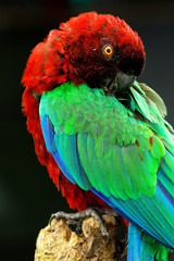 Red-Breasted Musk-Parrot grooming