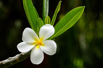 Fototapete Frangipani White plumeria flower