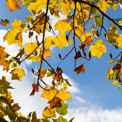 Colorful Autumn Leaves on American Tulip Poplar Tree (Liriodendr
