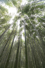 京都　嵯峨野の竹林の小路　その１