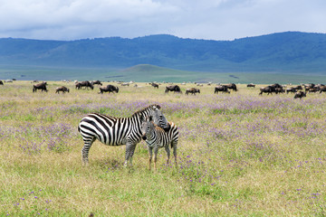 Fototapeta na wymiar Mom zebra and her foal graze on lush meadows in Ngorongoro Crater Conservation Area, Tanzania. East Africa
